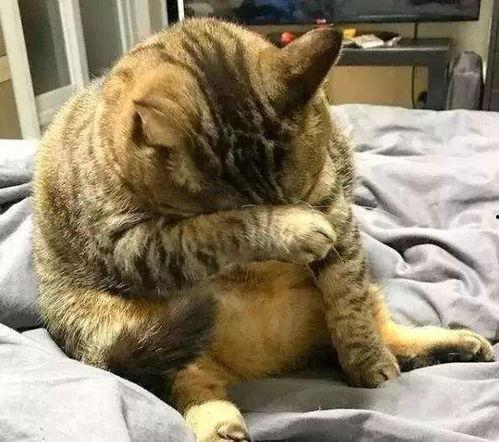 51今日热门吃瓜胖猫,揭秘吃瓜胖猫的趣味生活